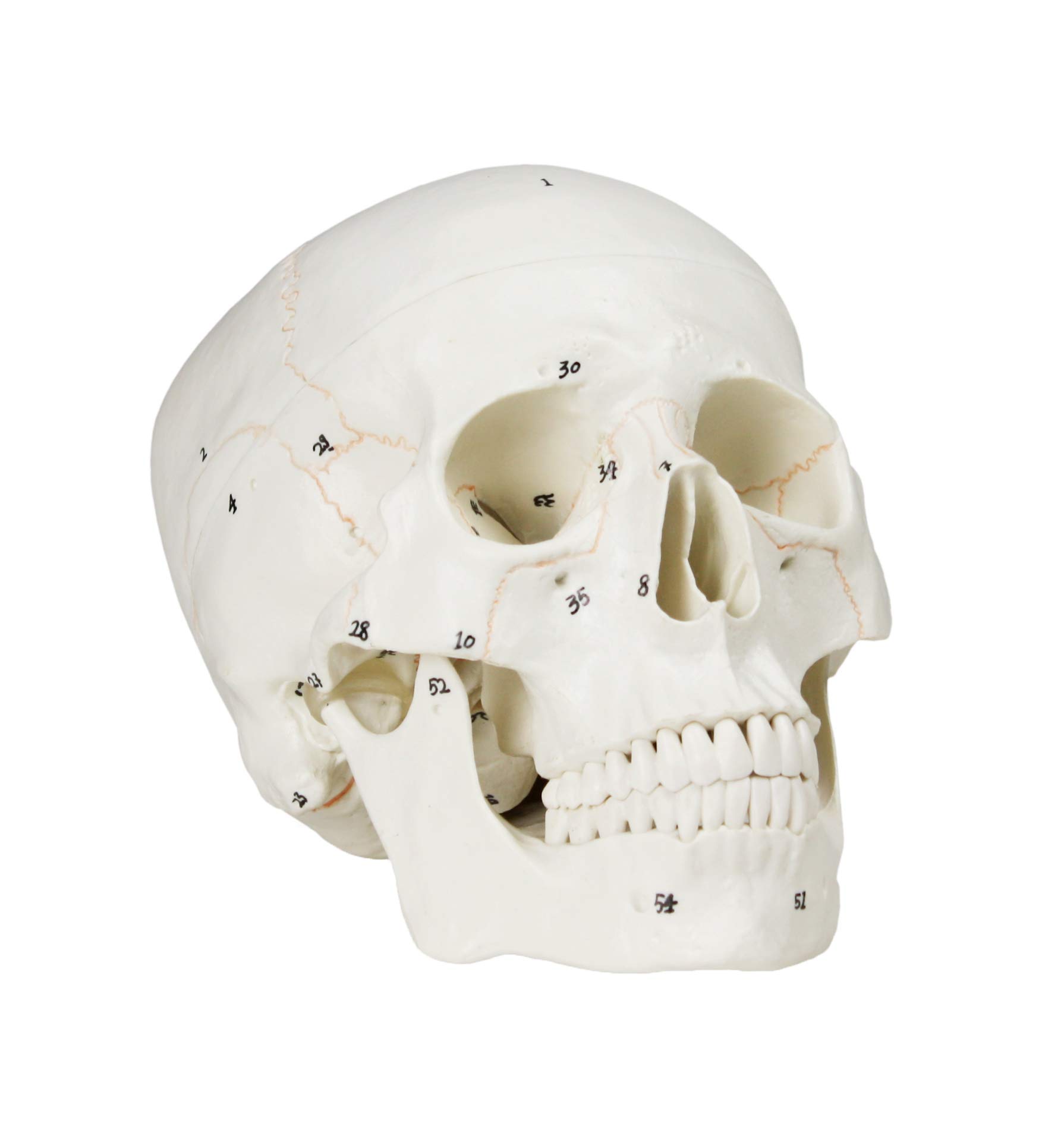 valiem MM SKULL(BONE) Sサイズ VALIEM MM SKULL BONE Sサイズ新品未使用バリエム